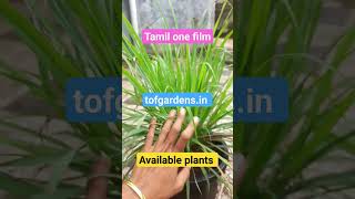 பொடுகு தொல்லை தீர   lemon grass இவ்வளவு மருத்துவ பயன்கள் இருக்கா?