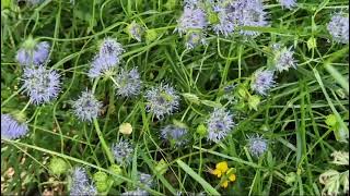La Flora de Galicia #naturaleza #flores #galicia #travel