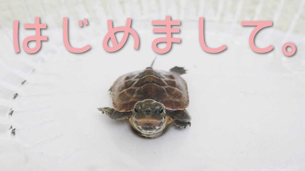 クサガメベビーつくの成長記1 手で眠るゼニガメ 子亀 かわいい 赤ちゃん Baby Turtle Called Tsuku Sleeping On My Hand クサガメ なつく 慣れる Youtube