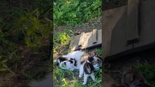 Cat n kittens🐈 #fyp #foryou #foryoupage #cats #viral