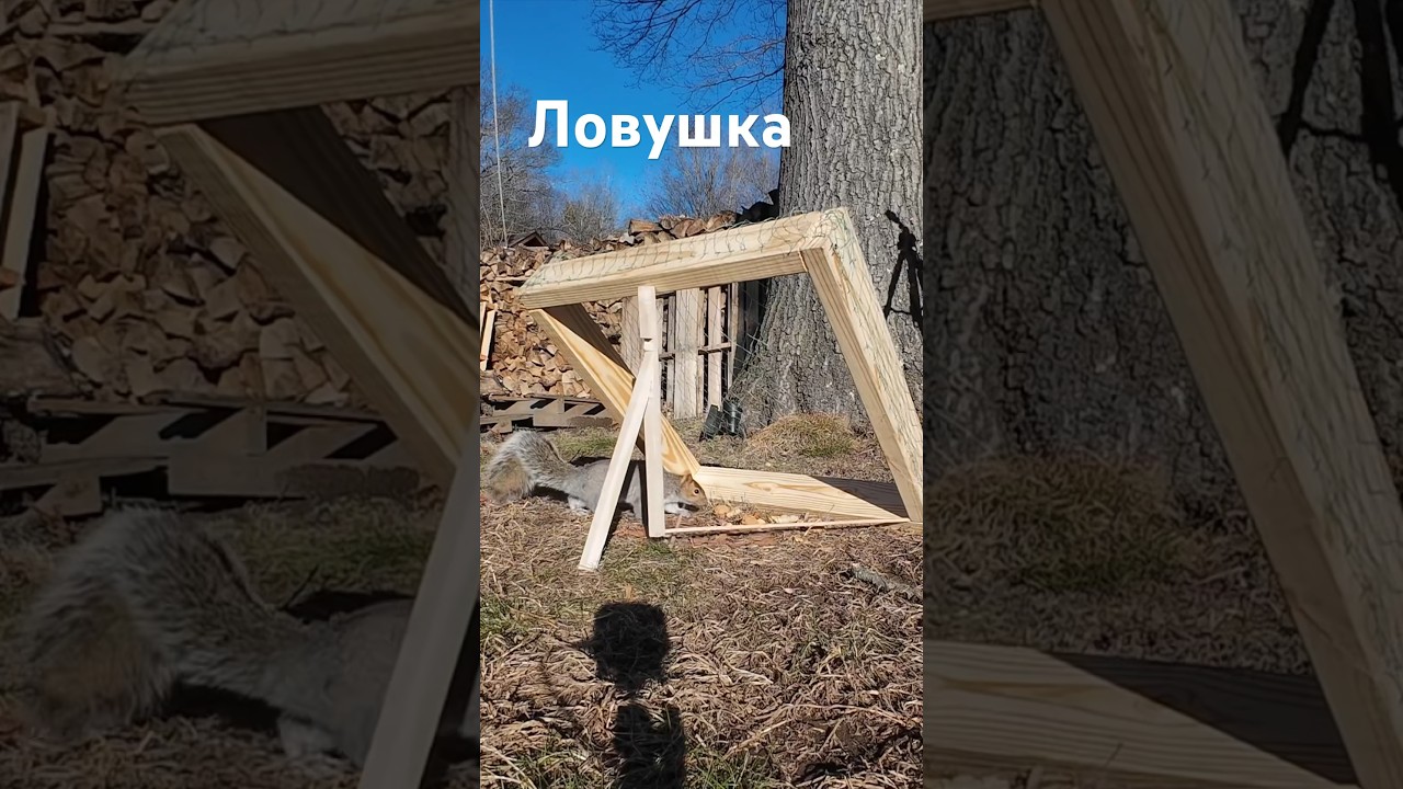 Ловушка своими руками - просто и гениально