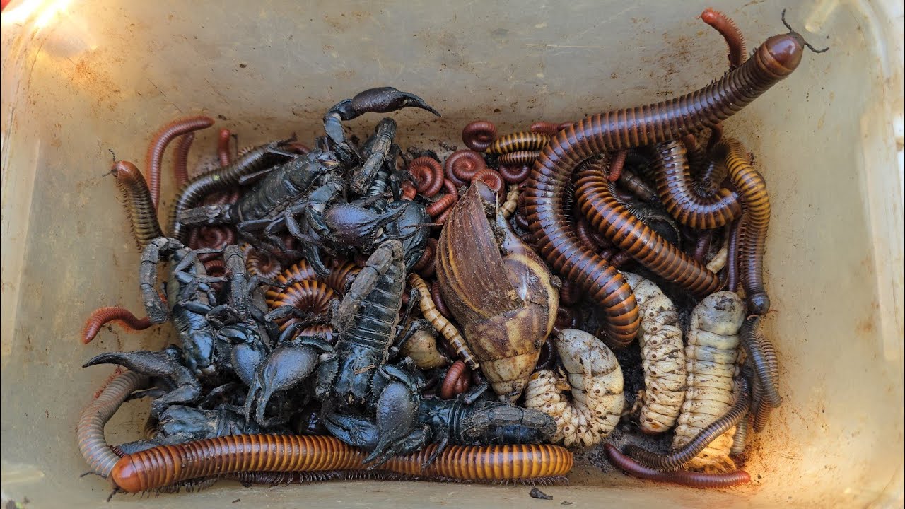 Millipede Habitat and Behavior