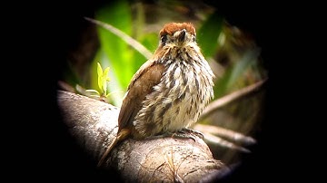 Lanceolated Monklet - Micromonacha lanceolata 3 - Anori, C Andes