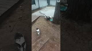 Живая природа , парк- отель Хвоя ,Карелия.