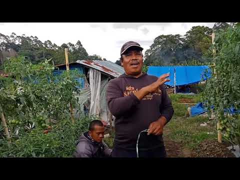 Video: Phytophthora Pada Tomato. Bermakna Menghadapinya