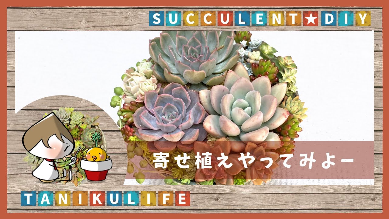 多肉植物】寄せ植えしたい方向けにちょっとだけ詳しい寄せ植えの作り方