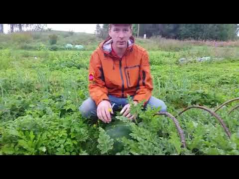 Video: Kā Pagatavot Citrona Mizas Arbūzu Ievārījumu