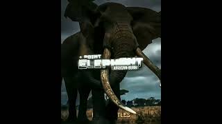 African Elephant Vs Spinosaurus A.