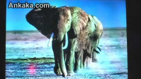 Android Tablet Review- WoPad WOT 7" Android 2.1, Track Ball, G-sensor, HDMI Output, Camera