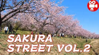 SAKURA STREET VIEW IN SAITAMA JAPAN WITH BEAUTIFL BIRDS SINGING - 4K 60FPS HDR