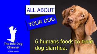 6 foods to treat dog diarrhea -