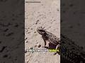 The Unique Horned Lizard!#hornedlizard #wildlife #foryou