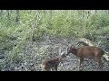 Chevreuils de juin : 12 minutes de vie sauvage en toute proximité !