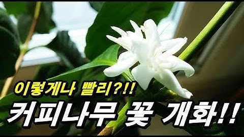 (커피나무키우기) 커피나무 초고속으로 꽃피우다. 커피나무 개화까지