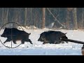 Great Wild Boar Hunting
