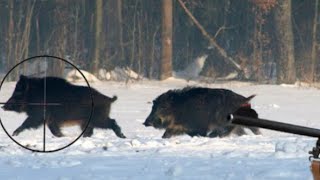 Great Wild Boar Hunting