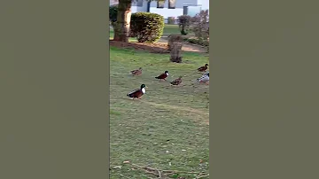 And Will You Hear The Leader Quack 