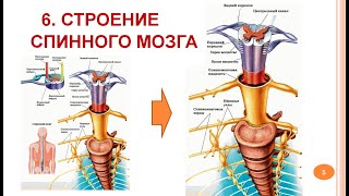 картинка: Спинной мозг - строение и функции_06