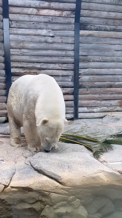 Polar bear | Gold Coast | Australia #polarbear #instashorts