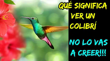 ¿Por qué se supone que los colibríes no salen de noche?