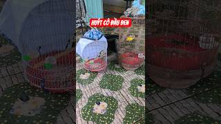 Huýt cô đầu đen hót đấu #huytco #linhhocmon