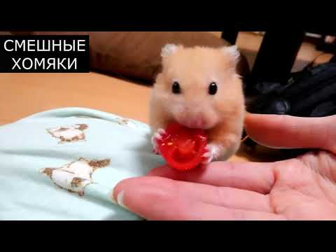 смешные ХОМЯКИ 2021