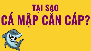 CÁ MẬP CẮN CÁP QUANG LÀ CÓ THẬT? LÍ DO VÌ SAO CÁP QUANG LẠI ĐỂ DƯỚI BIỂN | MỘT VIDEO