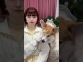 明日から本気出すから🌻 #コーギーのいる暮らし #クレヨンしんちゃん #tiktoktrend
