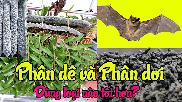 So sánh phân dơi và phân trùng quê năm 2024