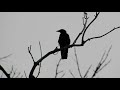 American crow cawing