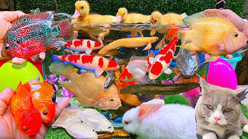 Bắt Cá Vàng, Cá Trê, Cá Chép, Cá Dọn Bể, Cá Koi, Cá Bảy Màu