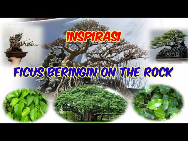 Inspirasi bonsai ficus ' beringin ' on the rock || Bonsai beringin class=