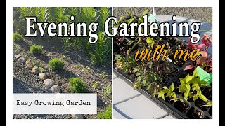 Planting a Lavendar Hedge and More in the Cut Flower Garden