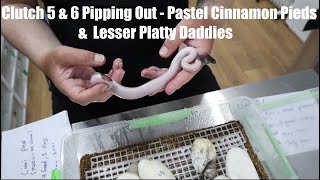 Clutch 5 & 6 are Pipping - Lesser Platty Daddies and Pastel Cinnamon Pieds