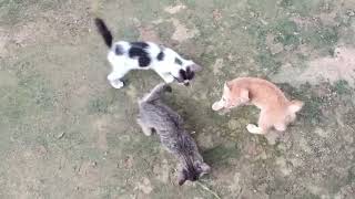Kucing lucu bermain main. Kucing dipanggil langsung mendekat.
