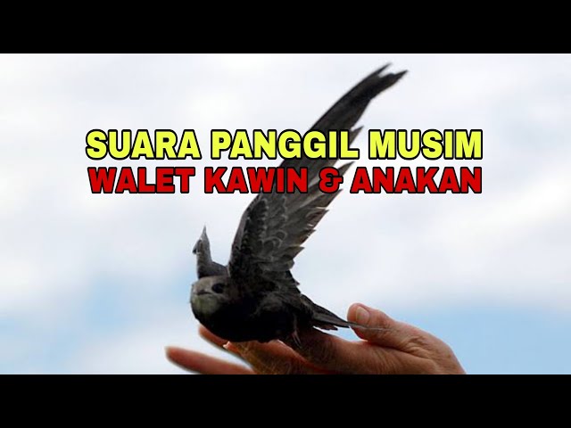 Download Suara Panggil Walet Musim Kawin dan Anakan!!! Link Di Deskripsi Bosku class=