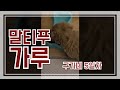 말티푸 5일차 아침식사중 밤에낑낑되는 가루