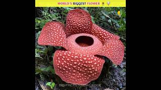 This is World's Biggest Flower  |#shorts #youtubeshorts #facts