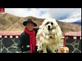 Himalayan Man with the Most Expensive Dog in the World: how is their daily life? (full documentary)
