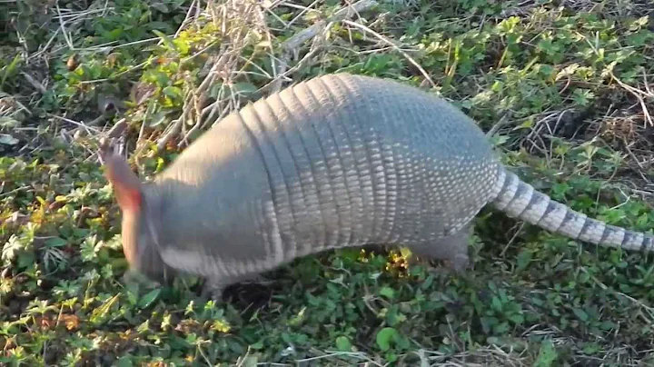 Nine-banded Armadillo Foraging