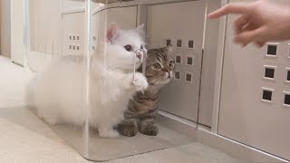 The cat’s trying to be cute to get out of the jail (ENG SUB)