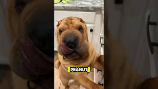 Shar Pei tries peanut butter for first time !  I think he has a new favorite #dog #shorts #sharpei