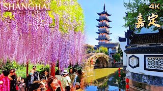 超梦幻的紫色之城~上海壮观的紫藤花盛开美景！嘉定州桥老街漫步|中国历史文化名镇 2024 Shanghai Wisteria Flowers Blooming Walk Tour