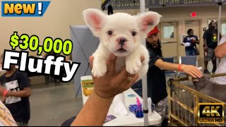 Cbkennells Major Fluffy Frenchbulldog Investment At The Bully Show ❗