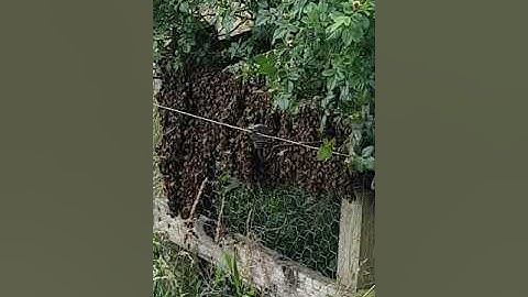 cast swarm from a log hive in Horningsea Cambridge UK