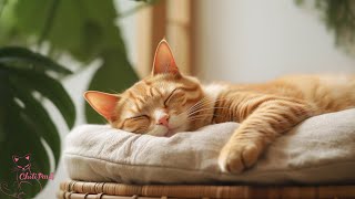Music that Cats Love to Sleep  Soothing Sounds for Cat Relaxation and Sleep, Anxiety Relief