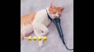 صدای گربه