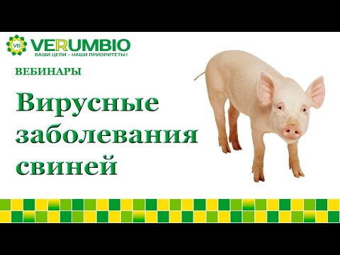 Вирусные угрозы в свиноводстве
