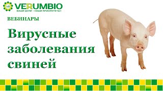 Вирусные угрозы в свиноводстве