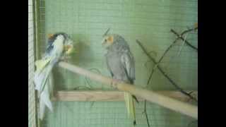 Разведение корелл в зимний период.